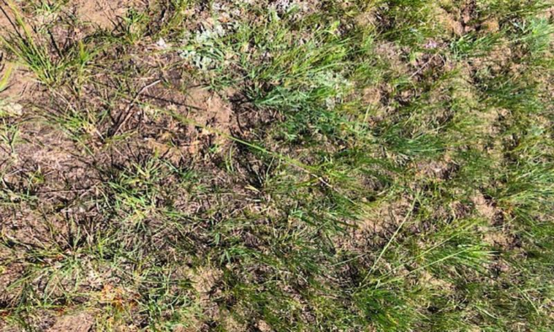Ground cover in a burned area on a rangeland pasture lacking litter.