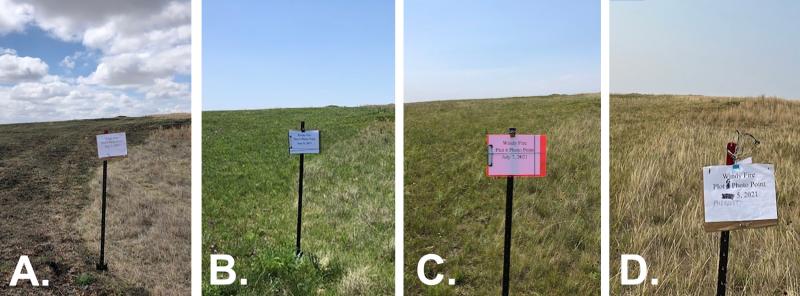 A picture series showing a wildfire recovery on native rangelands.