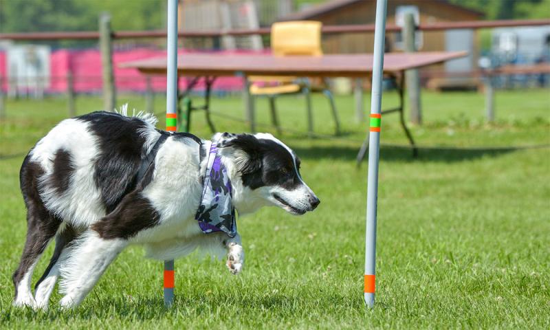 White and black dog competing in dog rally competition.