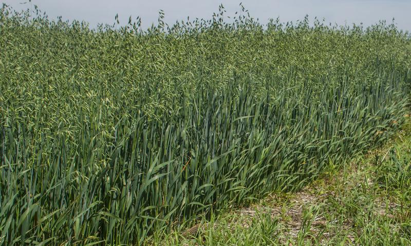 Oats growing in a no-till field.