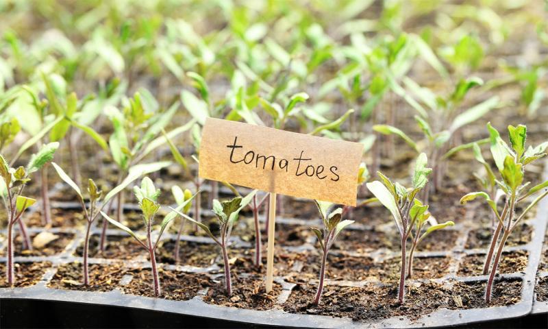 Tomato seedling growing in black, plastic seed trays with a small sign labeling them.