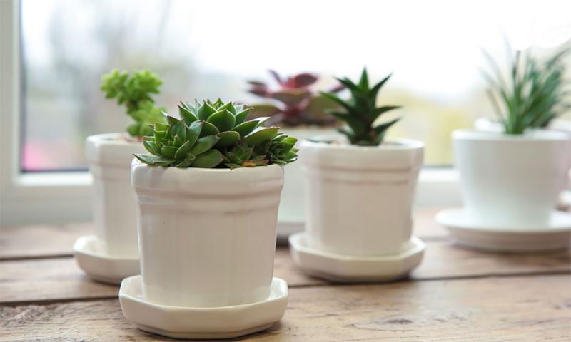Several potted succulent plants arranged on a table by a windowsill.