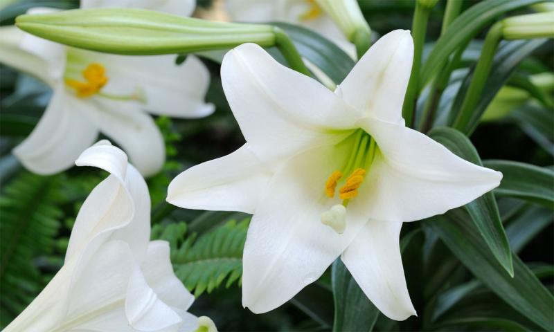 White, Easter lily flower in bloom at a greenhouse.