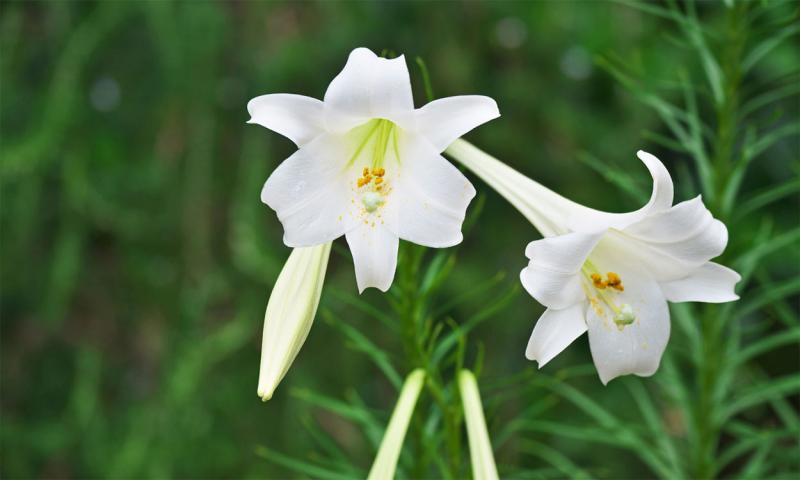 Transplanted Easter lily growing in a garden.