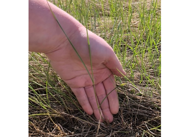 Hand holding a blade of crested wheatgrass at the three-leaf stage.