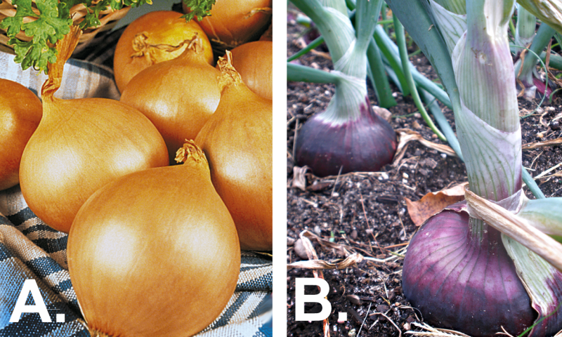 Left: Harvested yellow, Valencia onions on a table. Right: Row of red onions ready for harvest in a garden.