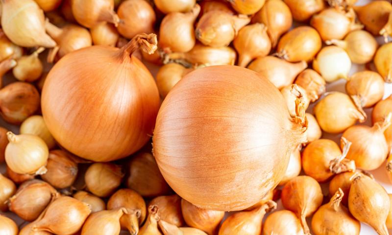 Onion sets with two mature bulbs for size comparison.