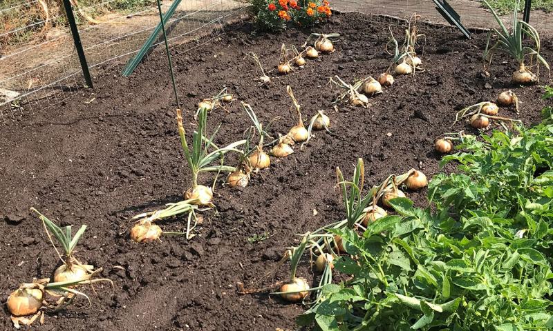 Rows of onion bulbs ready to harvest in a garden.