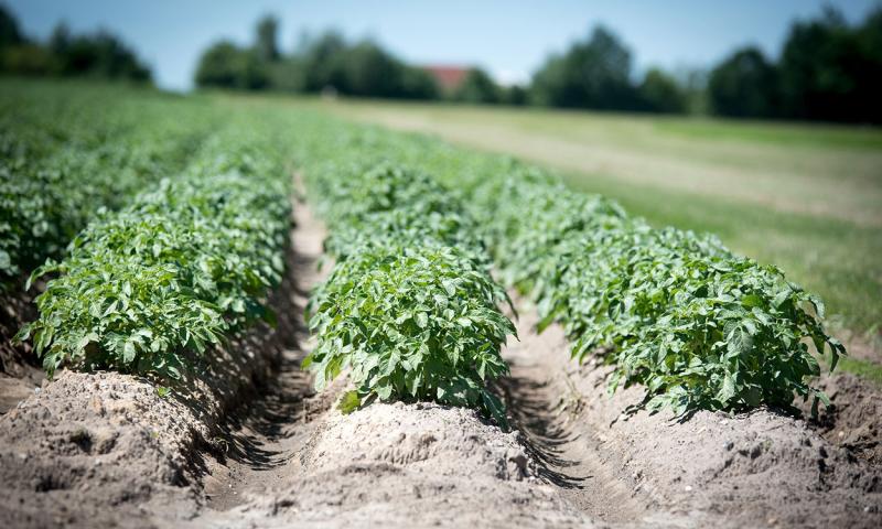 Several rows of hilled potatoes growing in a garden.