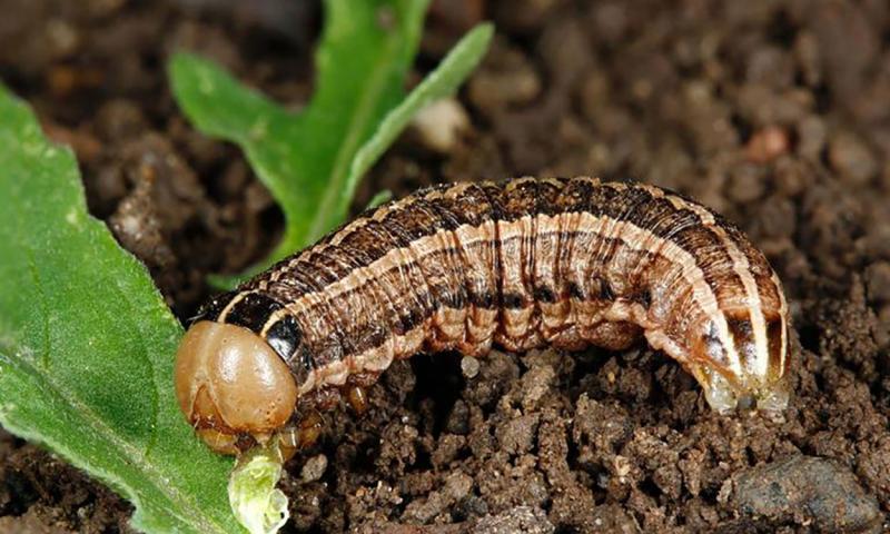 Caterpillar with brown and black stripes running down the length of its body. The caterpillar has a tan head and is feeding on green plant material.