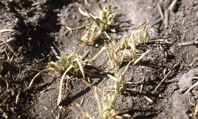 Brown wheat plants that haveobvious feeding injury to them due to cutworm caterpillars.
