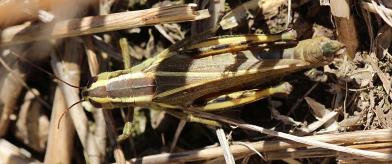 Tan grasshopper with two light colored stripes on its back sitting on the soil surface.