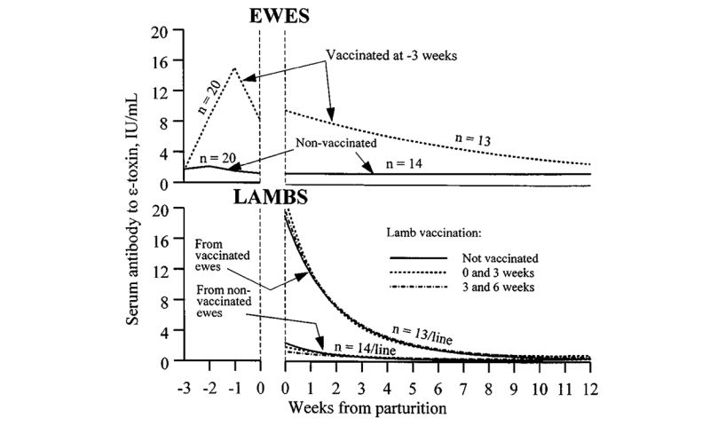 Line graph showing the effect of a vaccine schedule on blood concentration of the toxin epsilon (ε-toxin) caused by Clostridium perfringens type D in ewes and lambs. For a detailed description of this graphic and data set, please call SDSU Extension at 605-688-4792.