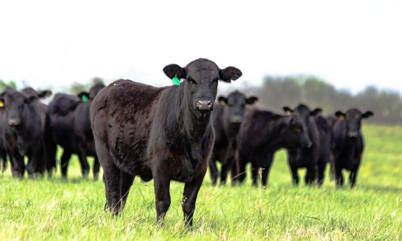 Black angus cowherd in spring pasture.