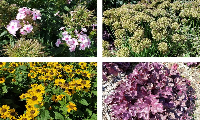 Four top-performing perennial plants: Phlox ‘Opening Act Pink-a-Dot,’ Ornamental Onion ‘Serendipity,’ False Sunflower ‘Tuscan Sun,’ and Coral bells ‘Dolce® Wildberry.’