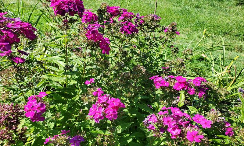 Phlox plant with bright-purple flowers throughout.