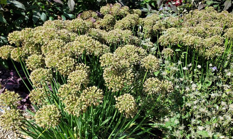mental onion plant with several bunches of circular blooms.