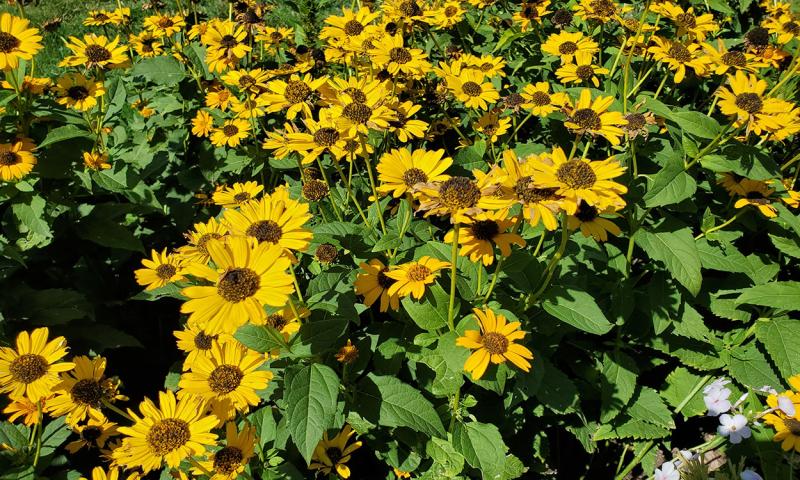 False sunflower plant with bright two-to-three inch diameter yellow blooms.