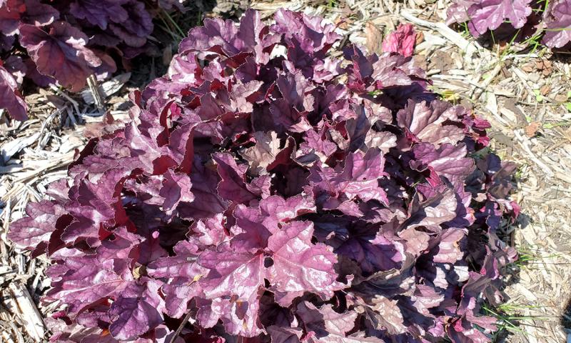 Coral bells plant with multi-tone purple foliage.