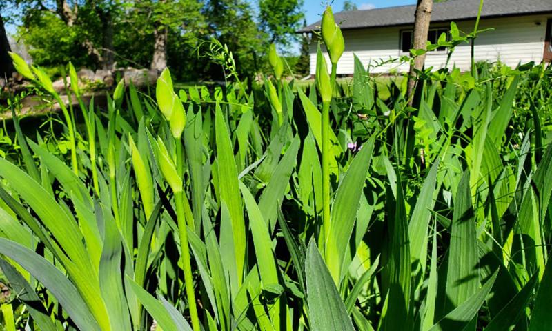 Green tall leaves and flower stalks of irises with buds not yet in bloom.