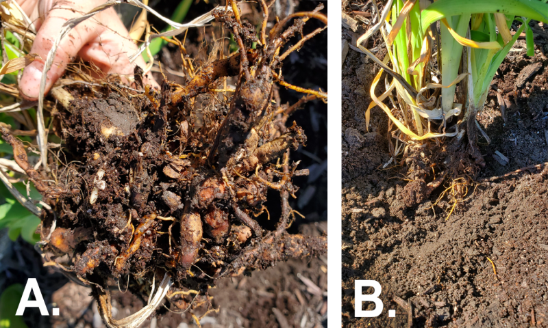 Left: Tuberous, thickened roots with soil removed. Right: Green plant shoots sitting in a hole dug in the soil with roots still visible.