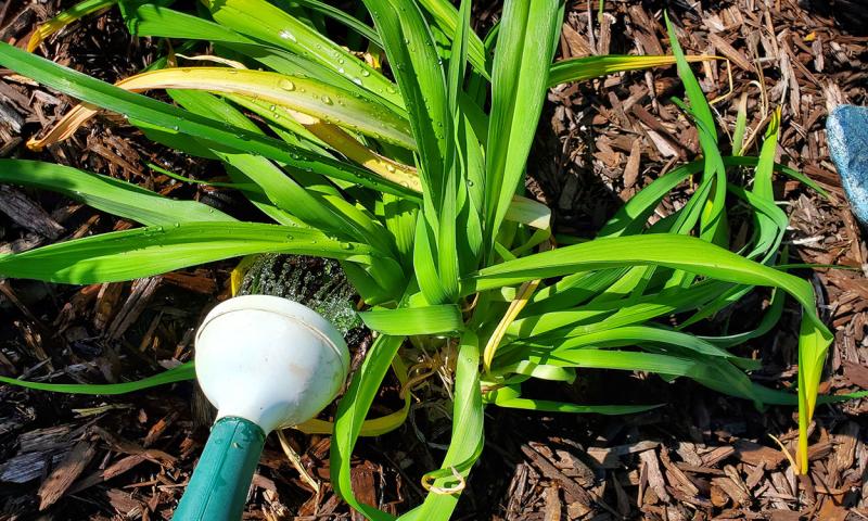 Water thoroughly around a divided and replanted daylily