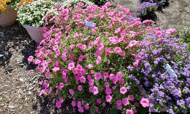 Petunia plant with large bubblegum-colored flowers.