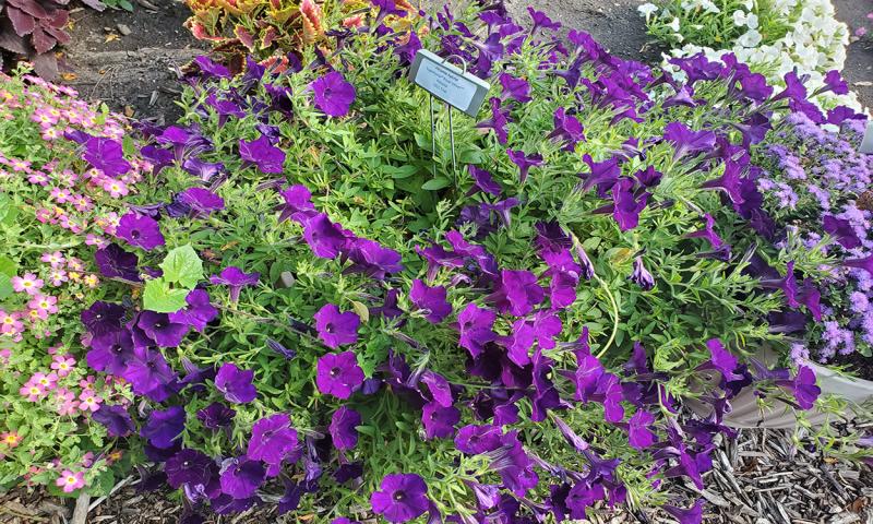 Petunia plant with deep purple flowers.