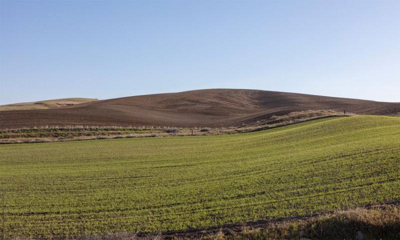 Spring wheat field with wheat emerging in early spring.