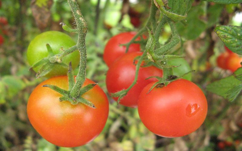 Cherry tomatoes growing on a vine.