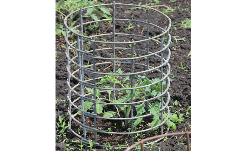 A heavy, metal tomato cage surrounding a tomato plant.