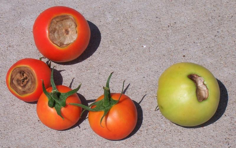 Tomato fruits with blossom end rot symptoms.