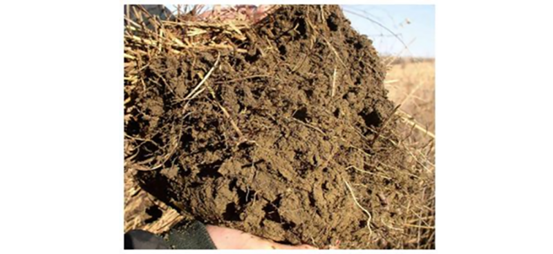 A clump of healthy soil.