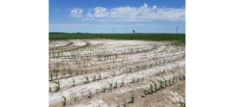 Cornfield with visible salt buildup on soil surface.