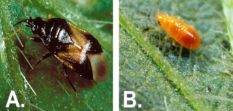 Left: Roughly oval shaped insect with a black head and upper body, and a brown and white pattern on its wings. The needle-shaped piercing-sucking mouthpart is visible. The bug is on a green leaf. Right: Orange insect larva with red eyes on soybean leaf. The insect is so small that you can see the hairs on the green soybean leaf.