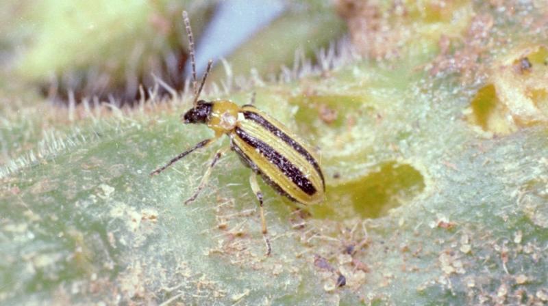 Striped cucumber beetle on plant.