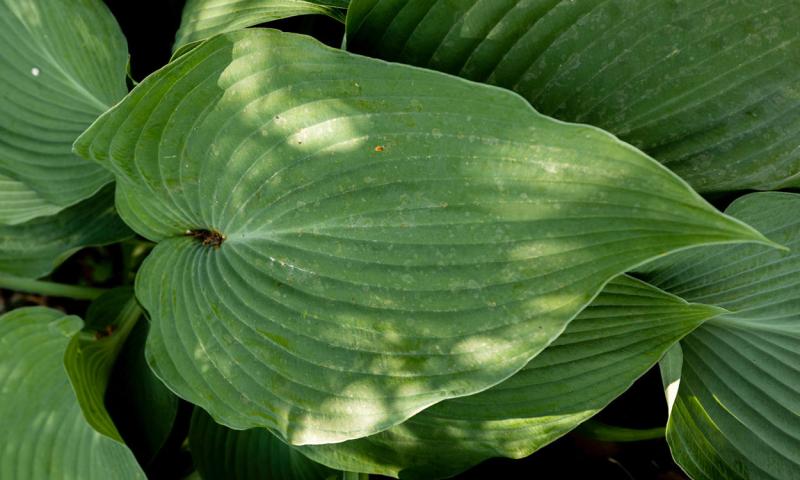 A large, rippled hosta leaf.