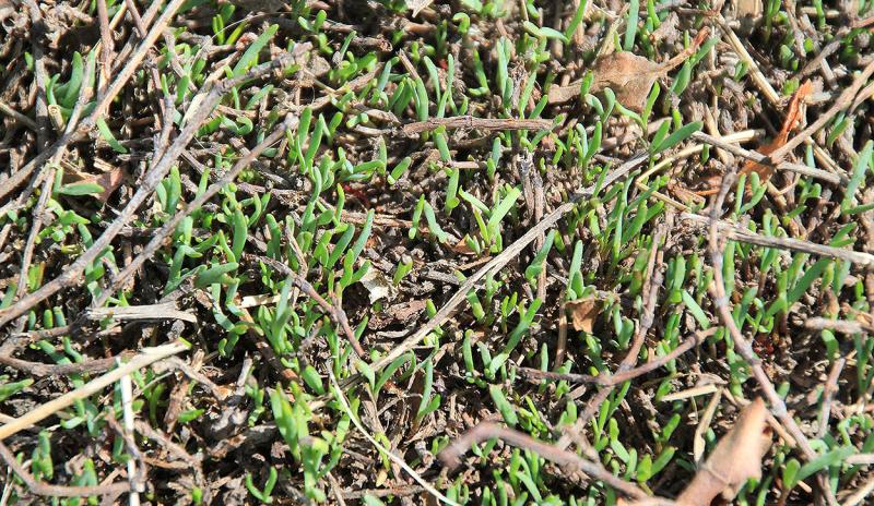 Prostrate knotweed plant, a knotty, green sprawling weed.