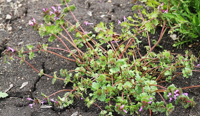 Green weed with small pink to lavender flowers