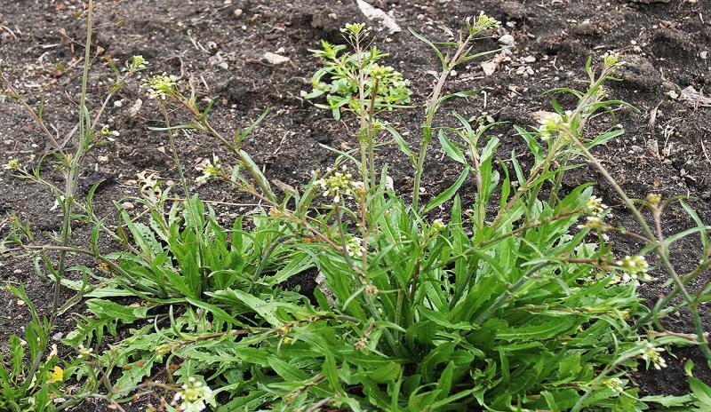 Green plant with rosettes of dandelion-like leaves.