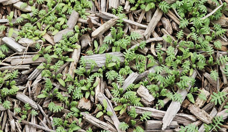 Green weed with a distinctive pinnately lobed leaf.