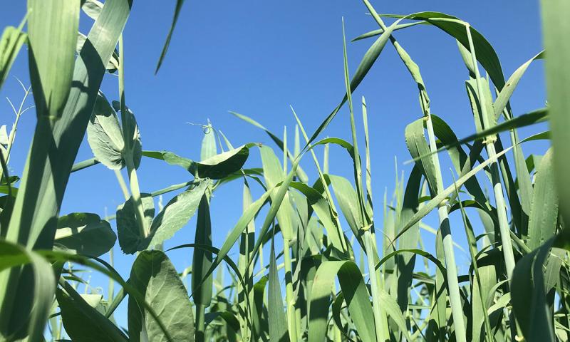 Cover crop mixture growing in a field.