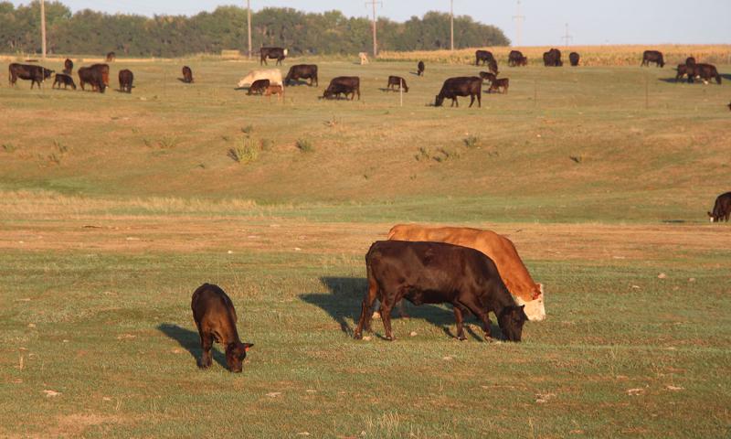 Group of mixed cattle grazing drought-stressed pasture.