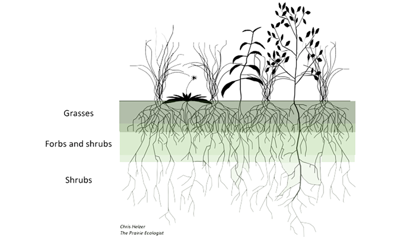 A model of root depth in grasses, forbs, and shrubs.