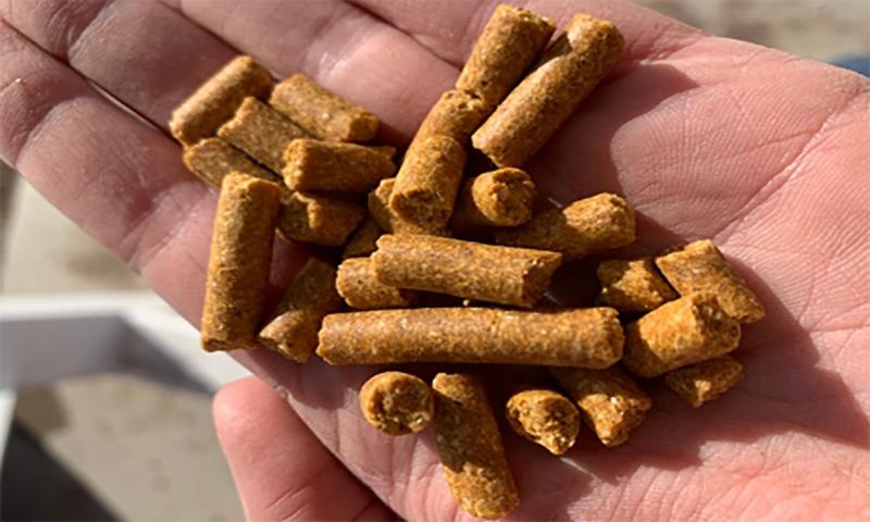 Pelleted dried distiller’s grains with solubles (DDGS).