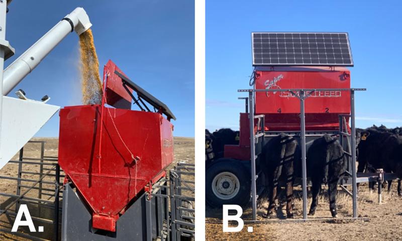 Left: The Super SmartFeed Producer is being filled with DDGS at the SDSU Cottonwood Field Station. Right: Two heifers are eating DDGS from the Super SmartFeed Producer at the SDSU Cottonwood Field Station.