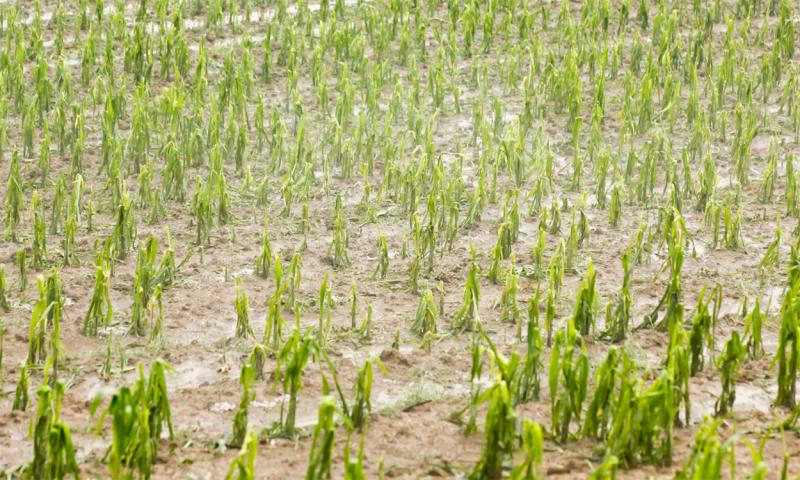 Hail-damaged corn field.