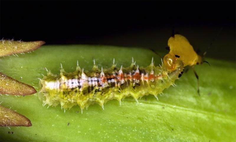 A green, white, and orange colored larva feeding on a small pale-yellow aphid. The larva is lifting its prey into the air with its mouth.