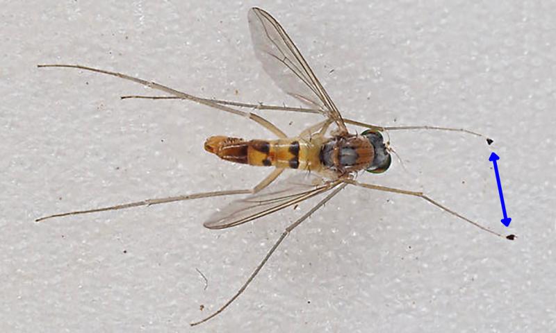 A fly with long, slender legs and clear wings. The double-sided arrow is pointing to the enlarged structures used for courtship.