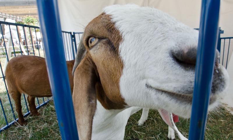 Breeding goat in a show pen.